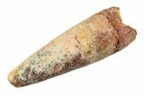 Fossil Spinosaurus Tooth - Feeding Worn Tip #351568-1